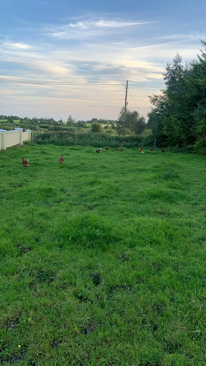 Price winning laying hens for sale - Image 3