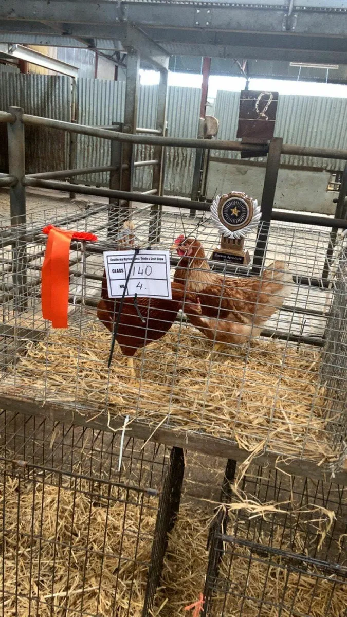 Price winning laying hens for sale - Image 4