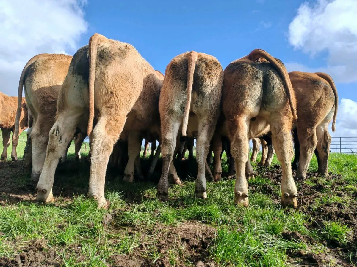 Mulligan Livestock Mayo - Image 3