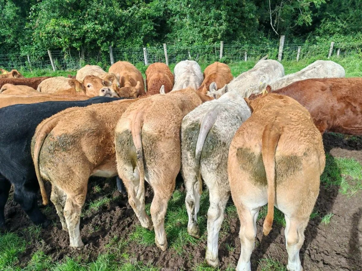 Mulligan Livestock Mayo - Image 4