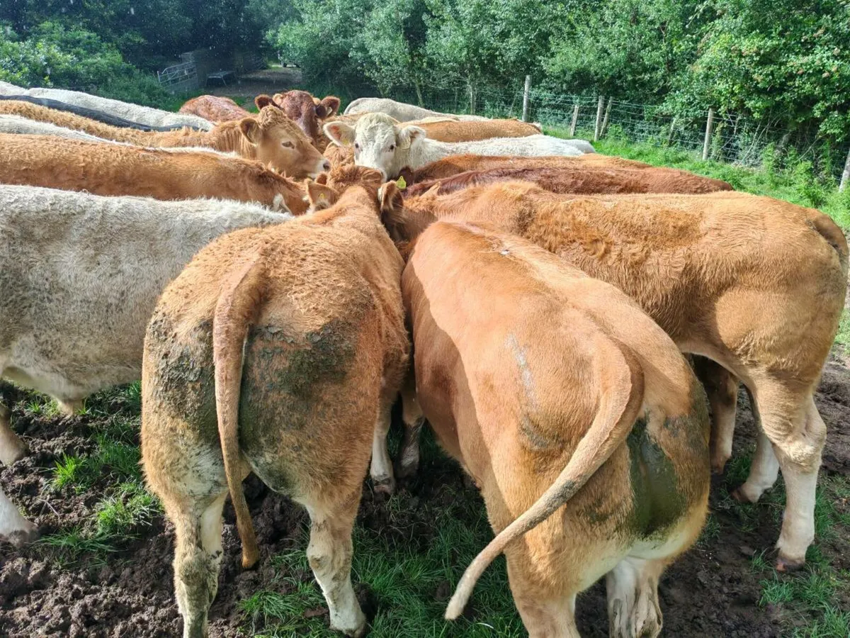 Mulligan Livestock Mayo - Image 2