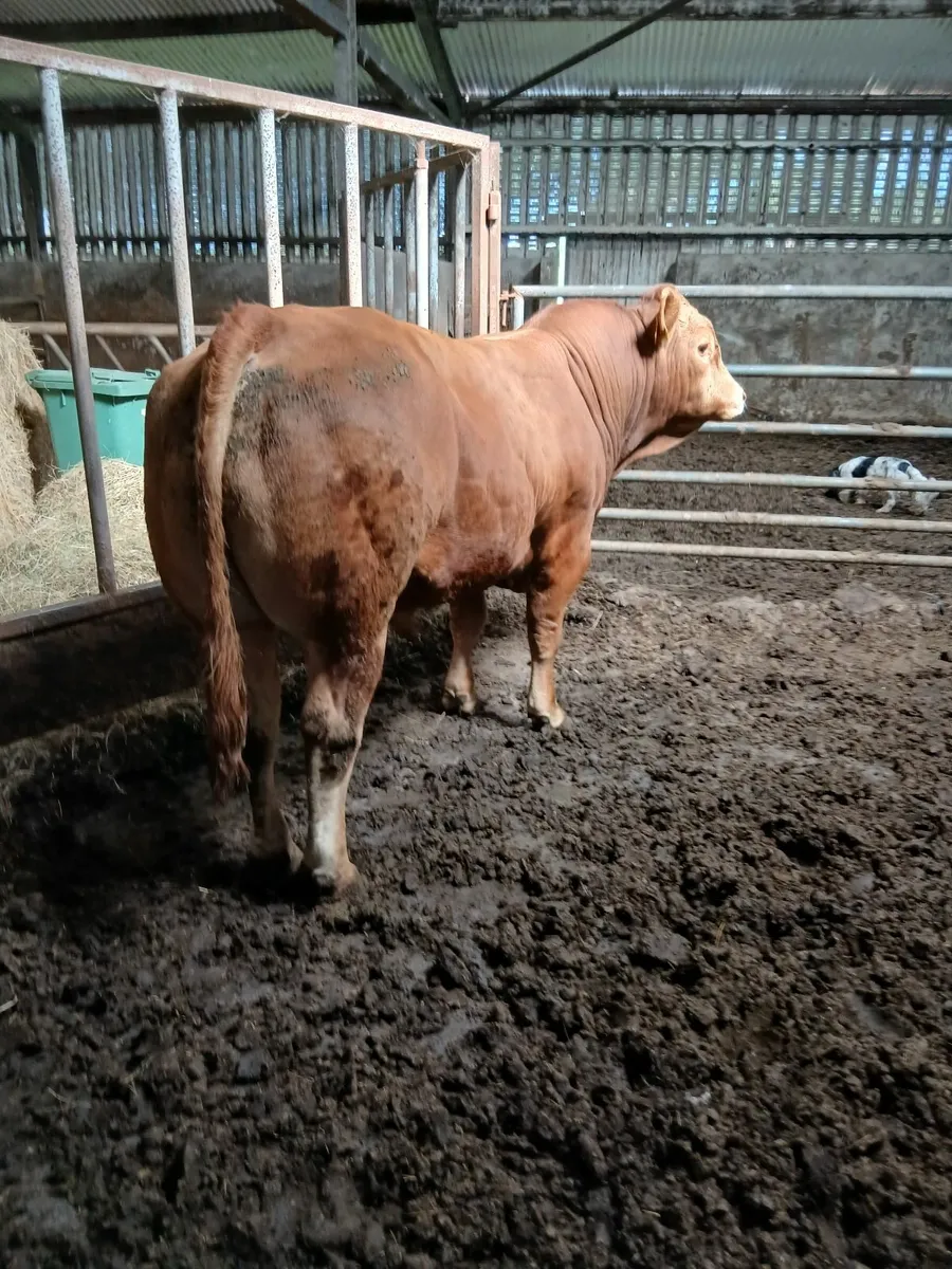 Limousine bull - Image 2