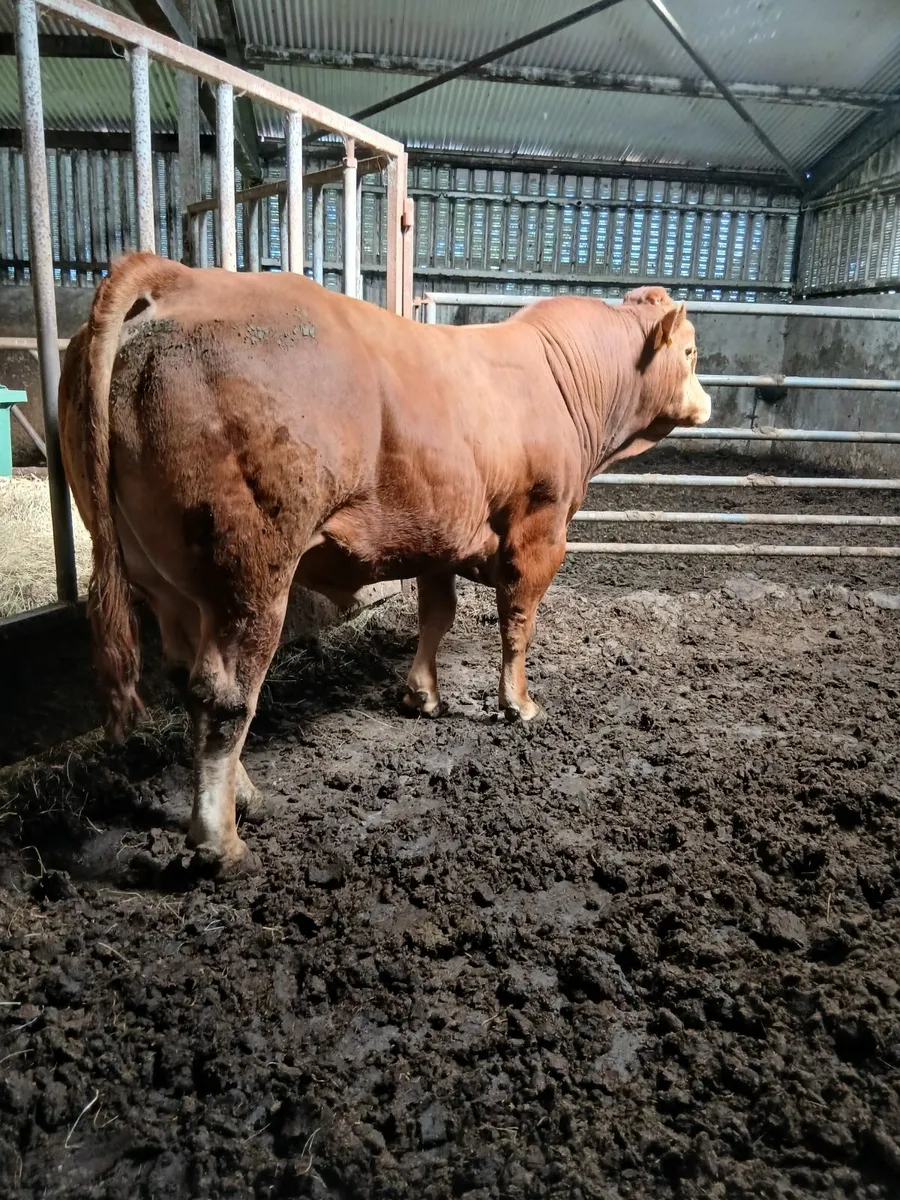 Limousine bull - Image 1