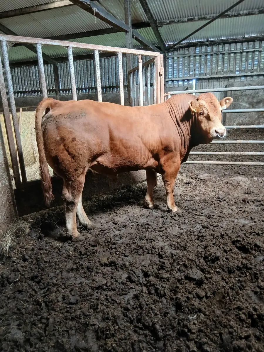 Limousine bull - Image 3