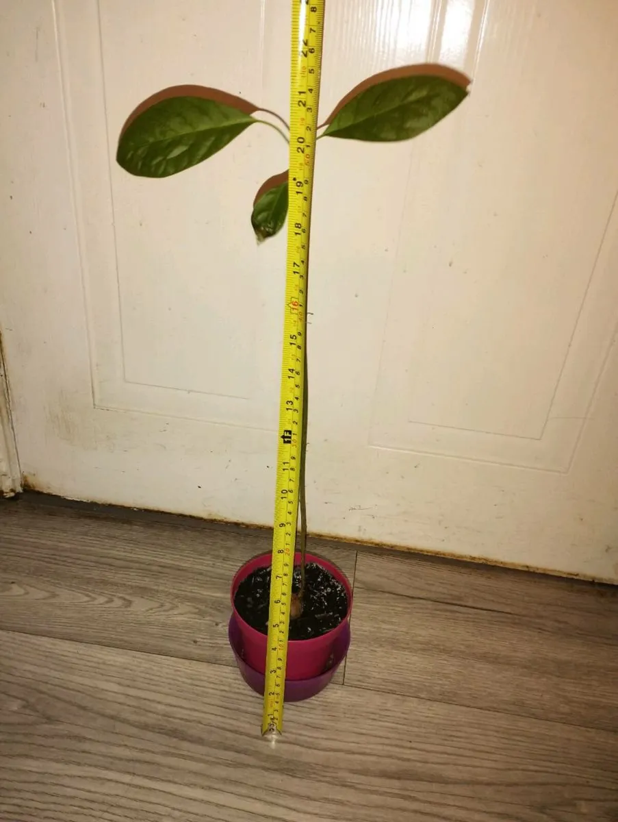 Avocado Tree - Image 2