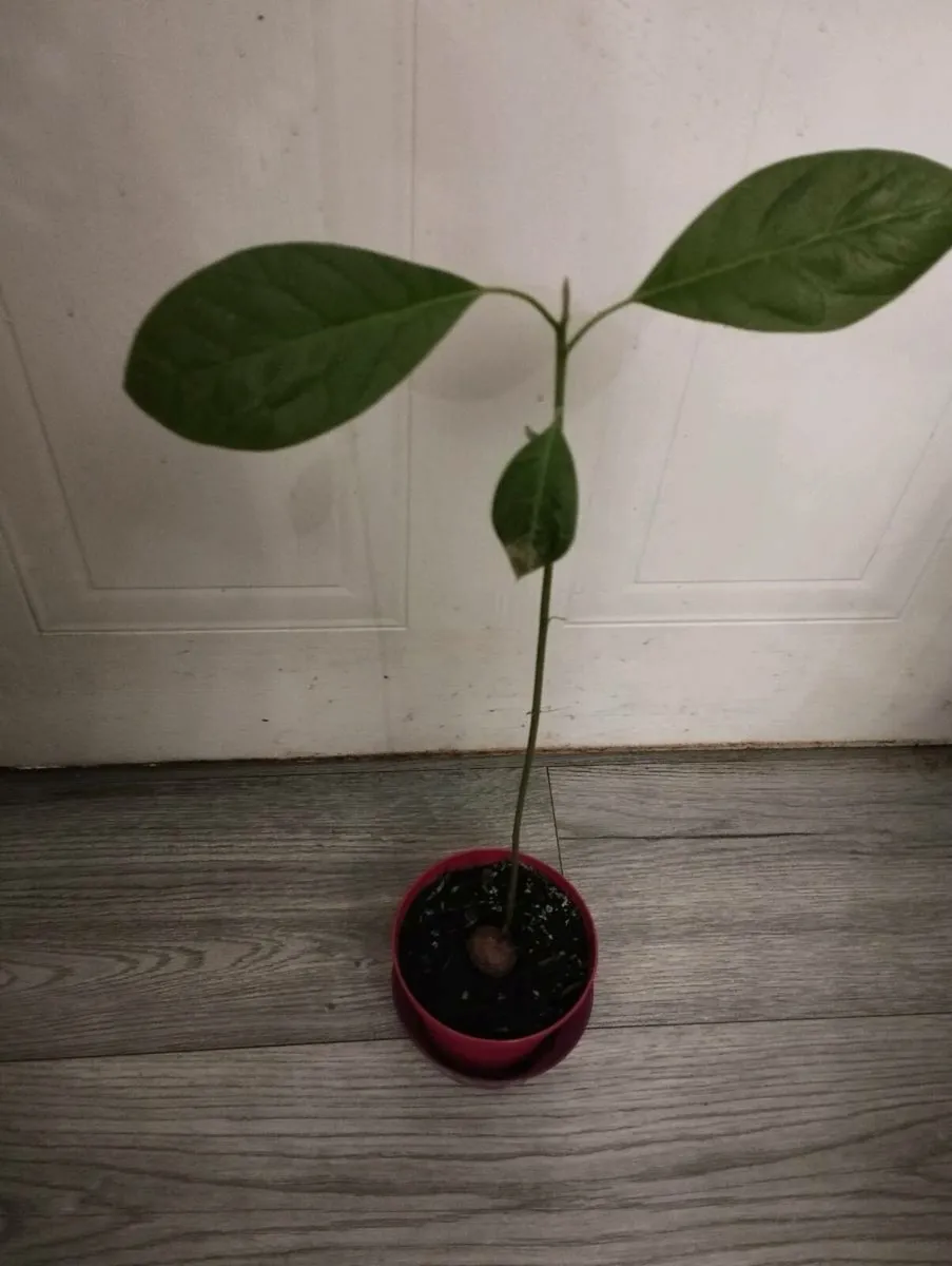 Avocado Tree - Image 4