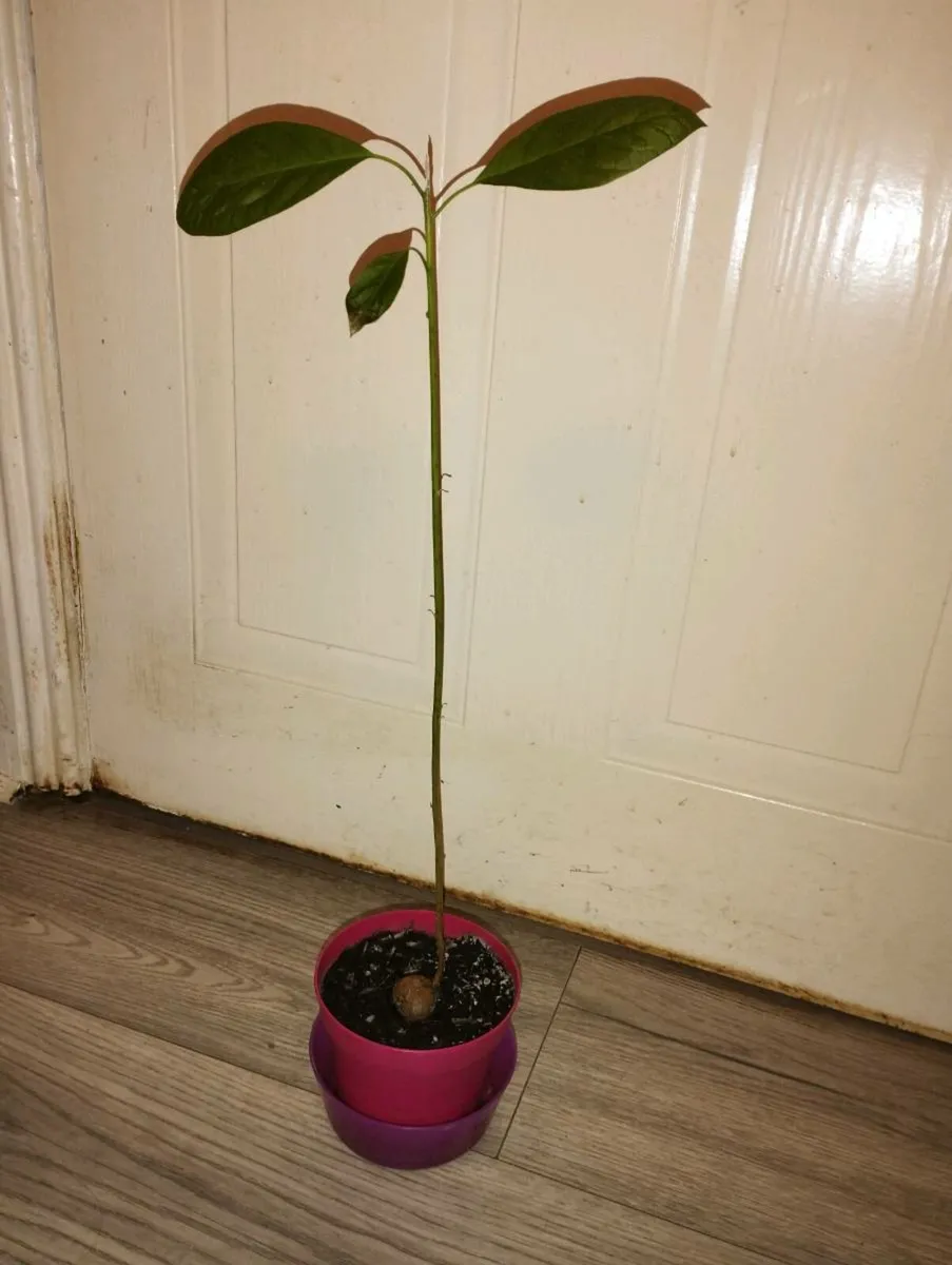 Avocado Tree - Image 3