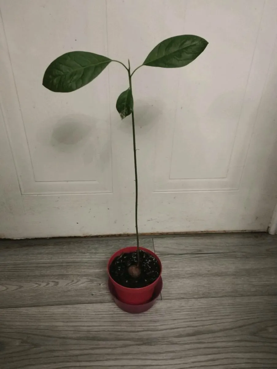 Avocado Tree - Image 1