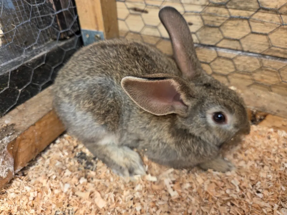 Bunny rabbits - Image 2