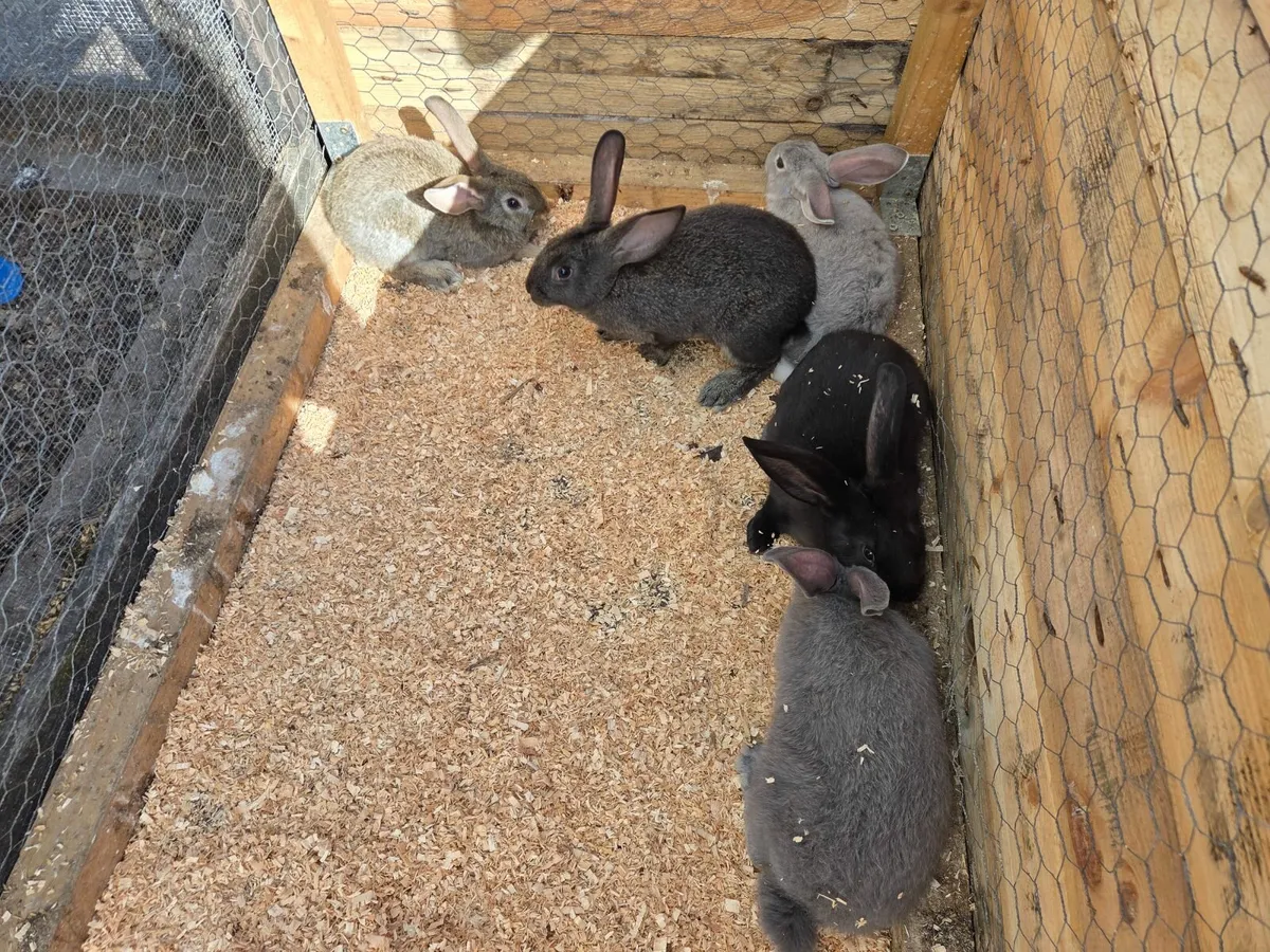Bunny rabbits - Image 4