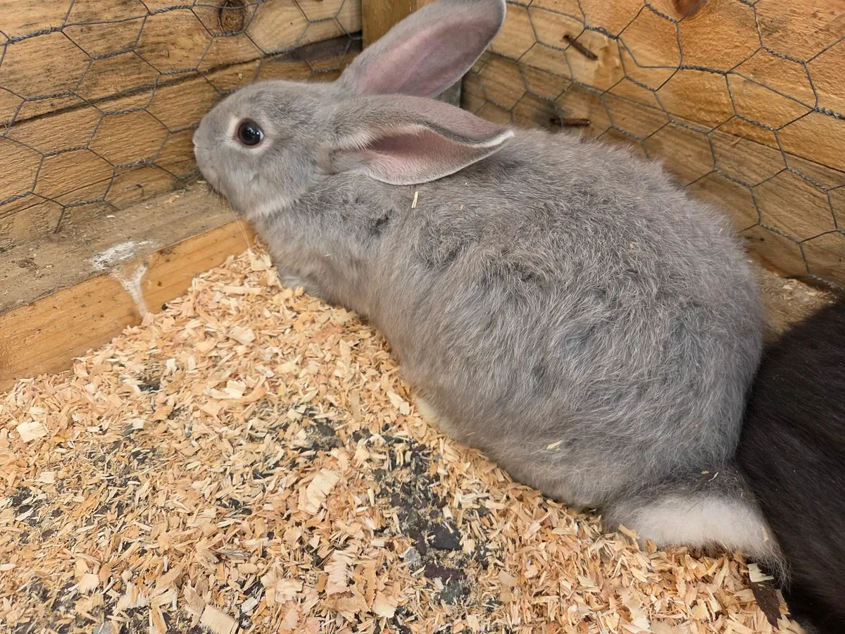 Bunny rabbits - Image 1