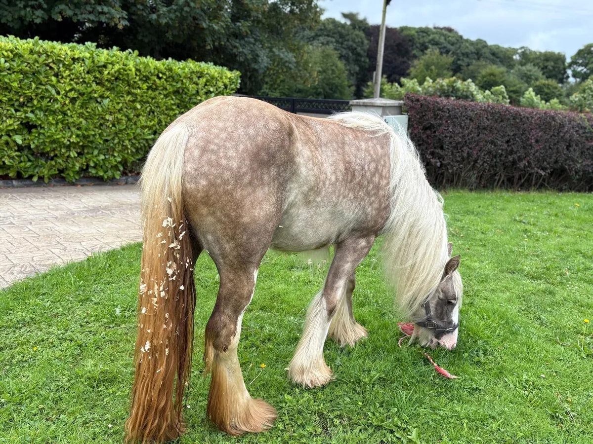 Silver Dapple filly - Image 1