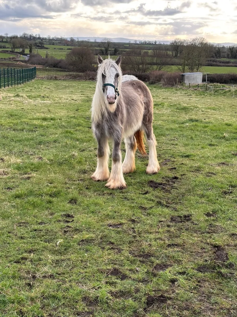 Silver Dapple filly - Image 2
