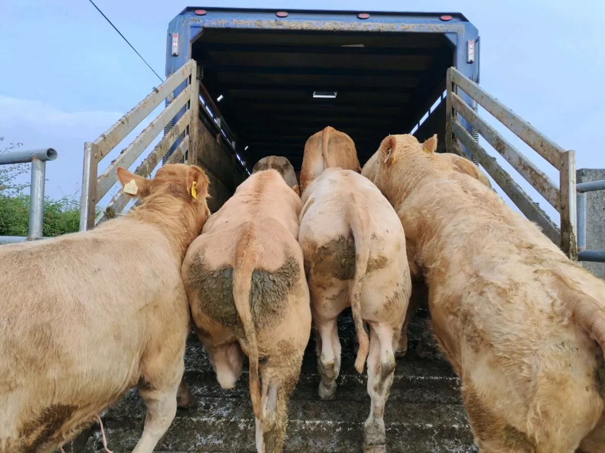 Mulligan Livestock Mayo - Image 1