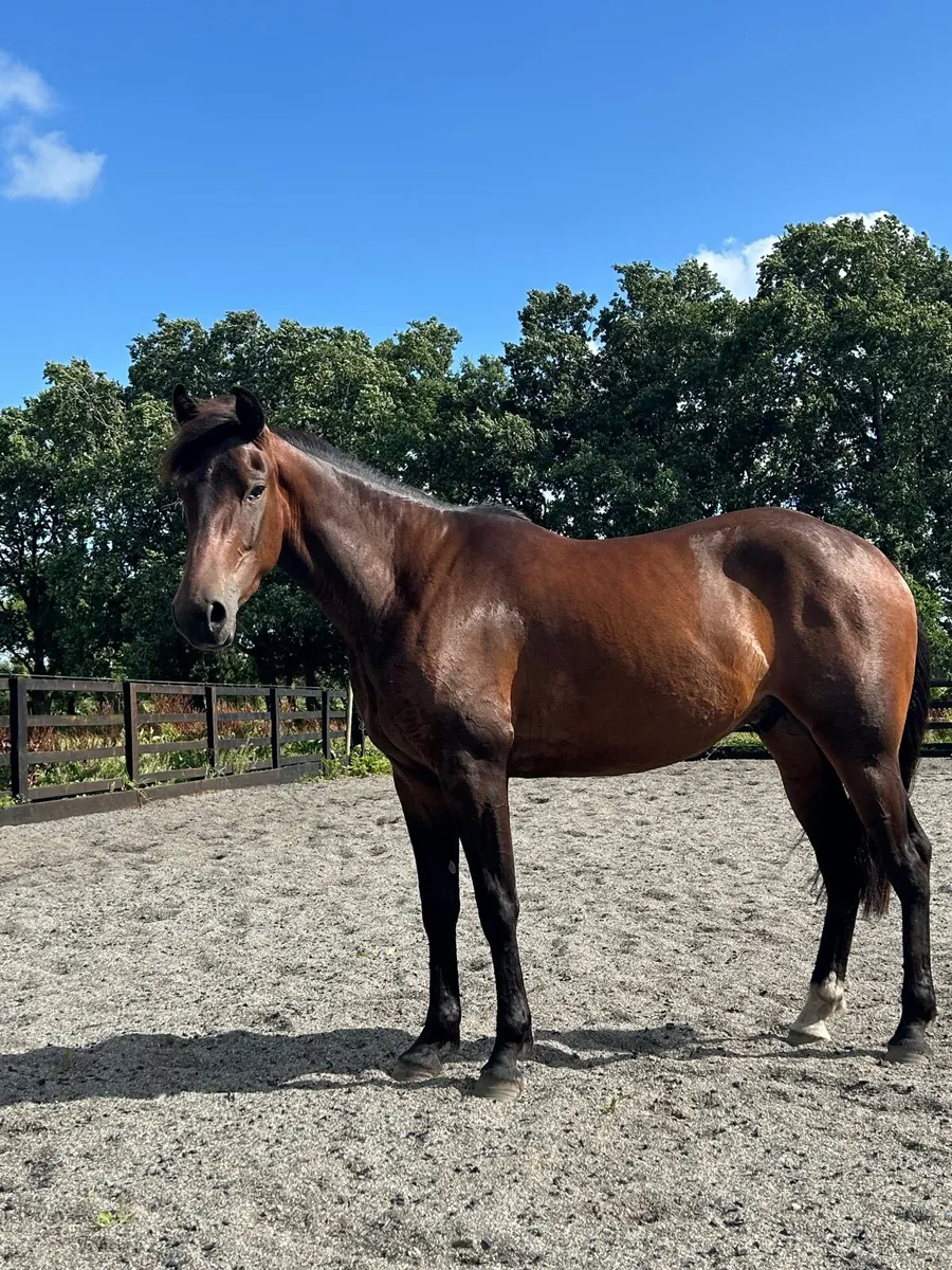 Lovely dark bay 3yo unbroken - Image 1