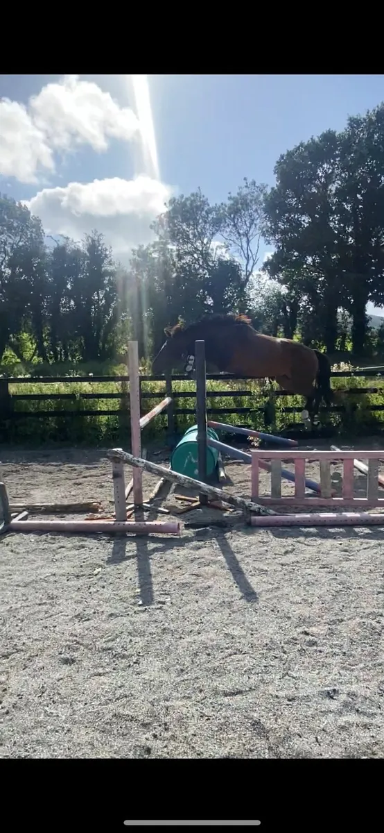 Lovely dark bay 3yo unbroken - Image 2