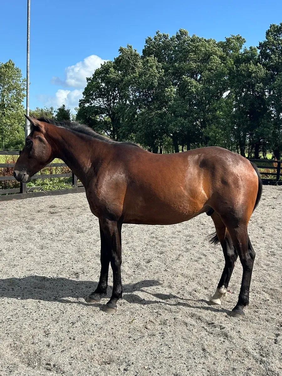 Lovely dark bay 3yo unbroken - Image 3
