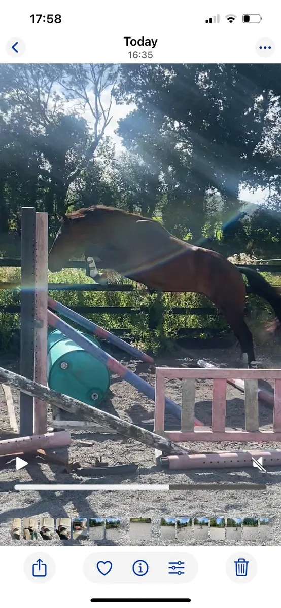 Lovely dark bay 3yo unbroken - Image 4