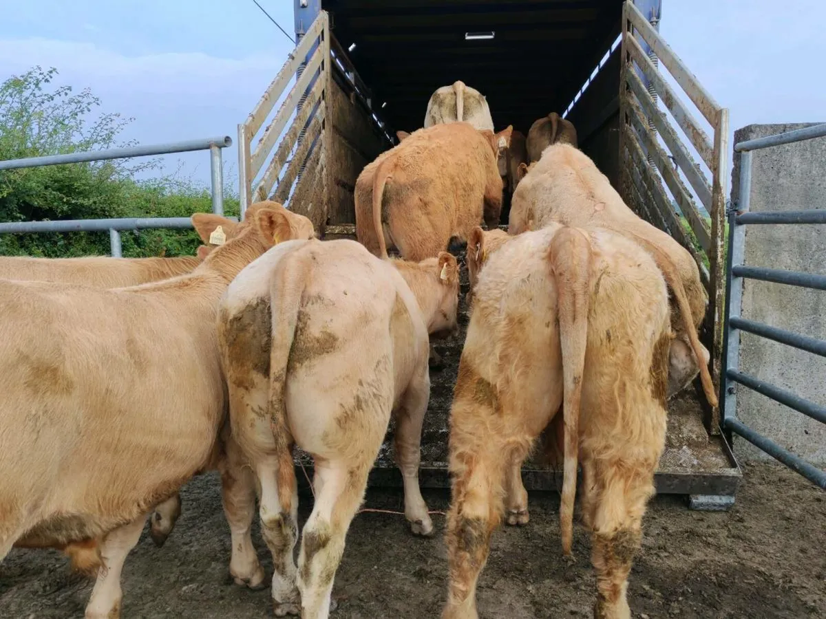 Mulligan Livestock Mayo - Image 1