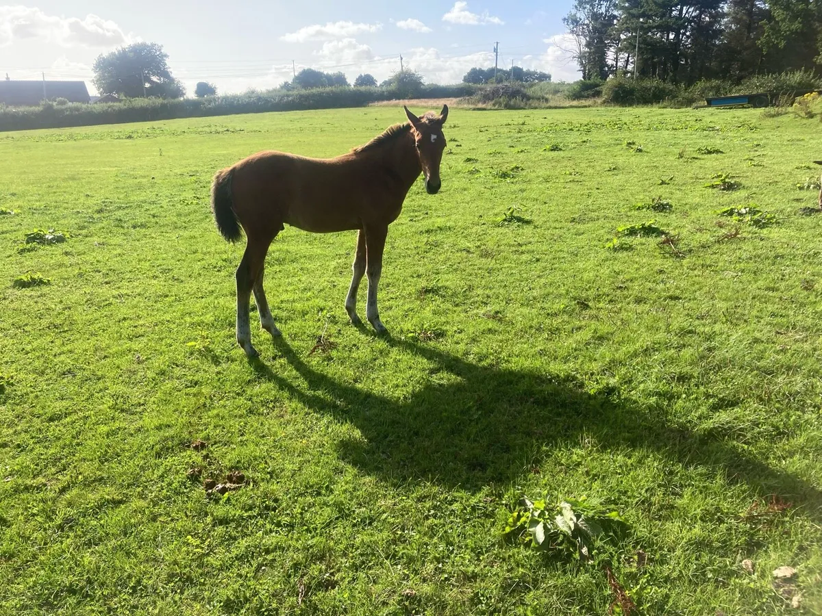 Foals - Image 1