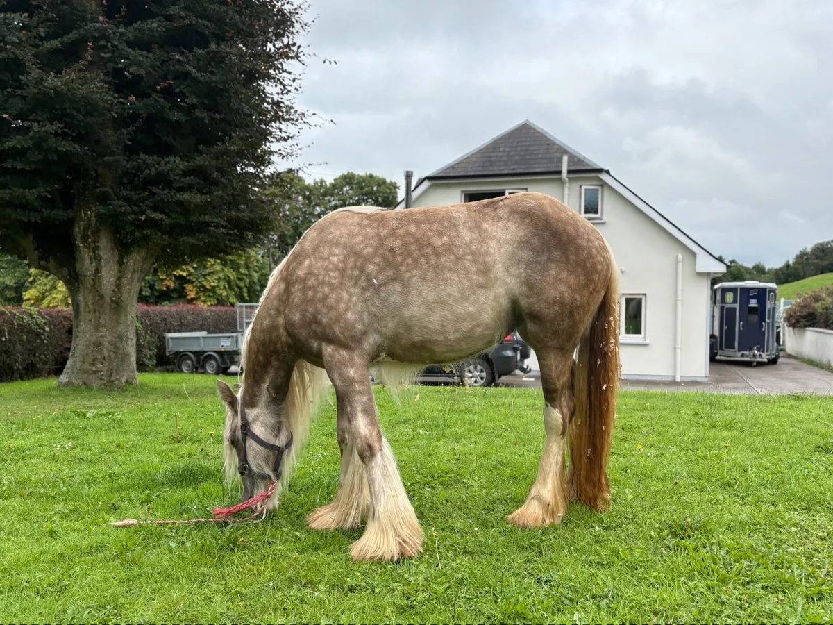 Silver Dapple filly - Image 4