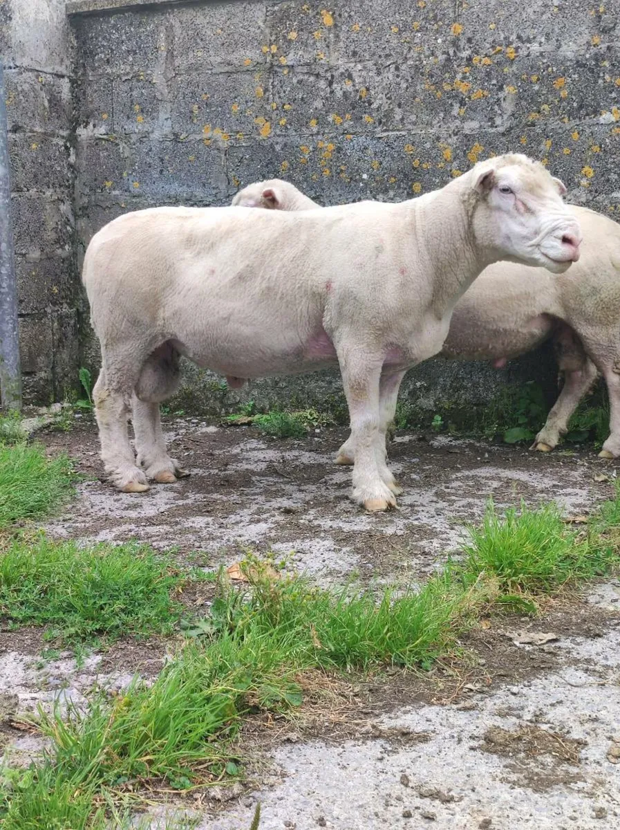 Dorset stock rams - Image 3