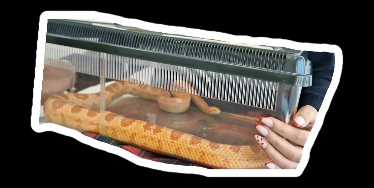 Corn Snake fully grown 3yr old - Image 1