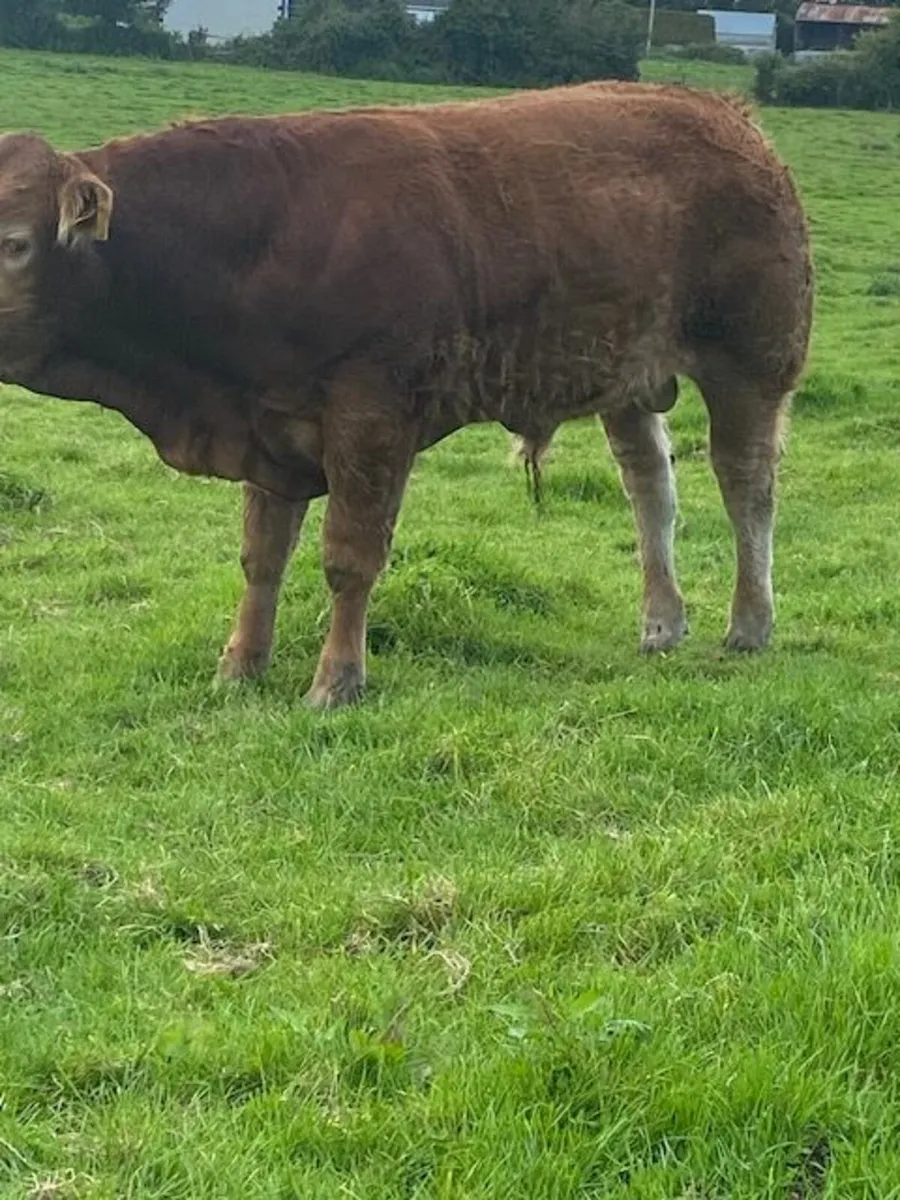 SCEP elegible 4 & 5 star AI bred Bulls. - Image 3
