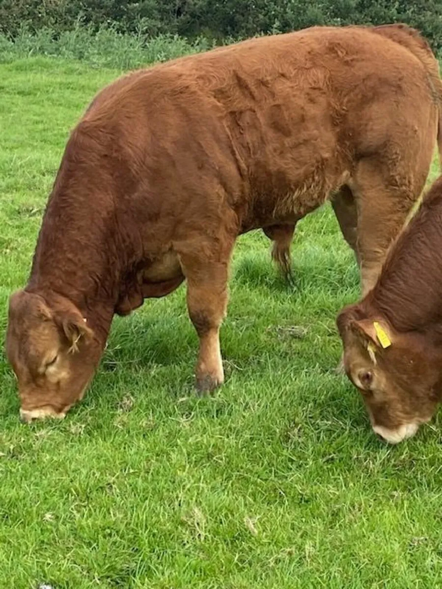 SCEP elegible 4 & 5 star AI bred Bulls. - Image 4