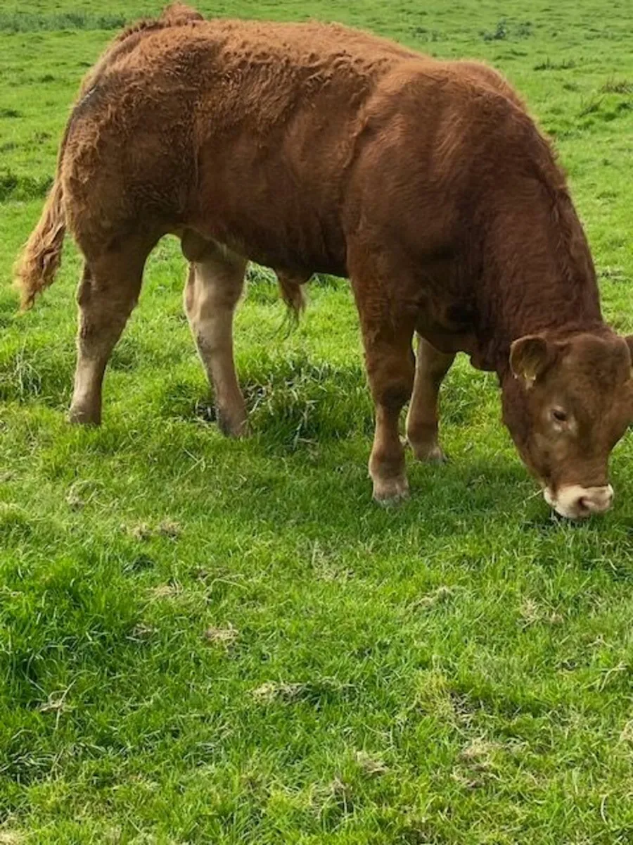 AI bred, Pedigree Limousin Bull - Image 3