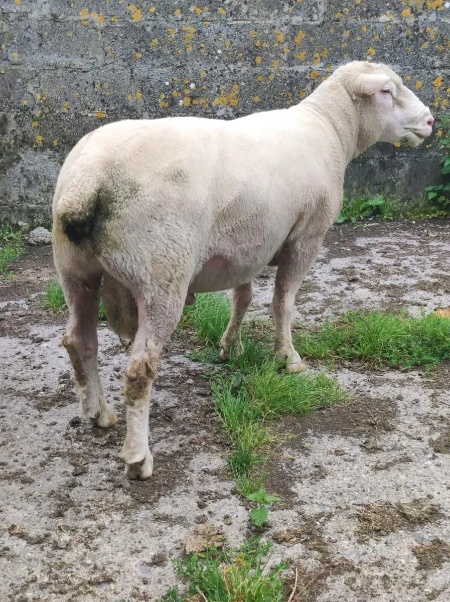 Dorset stock rams - Image 4