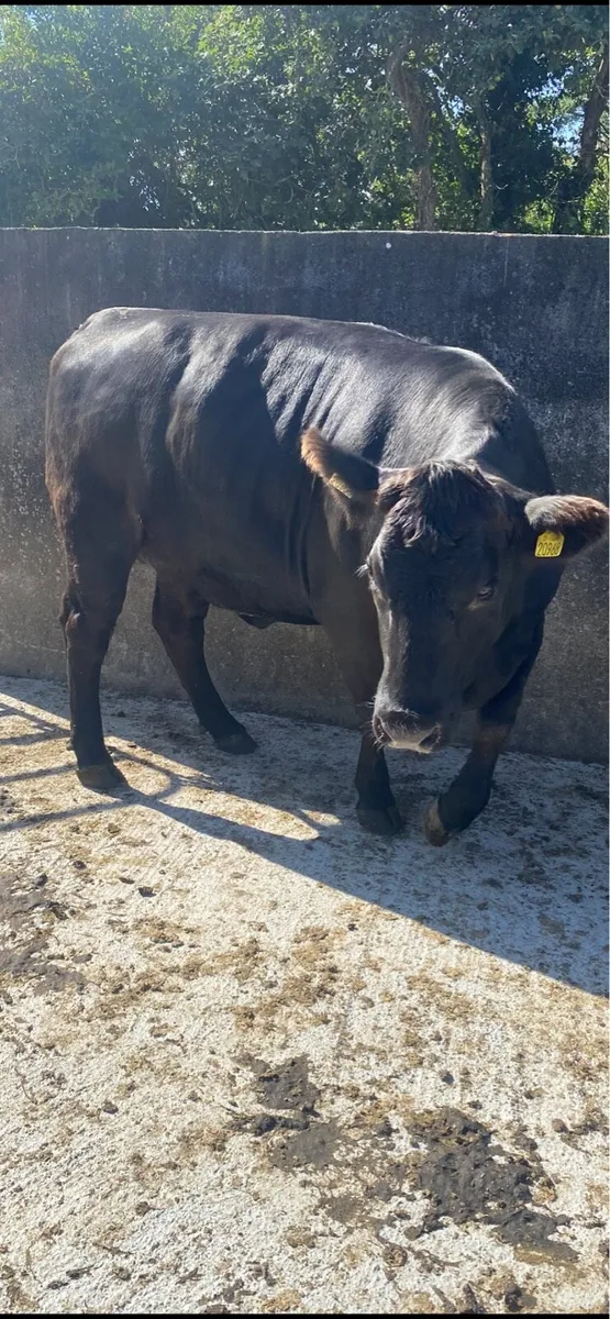 Super Heifers - Image 1