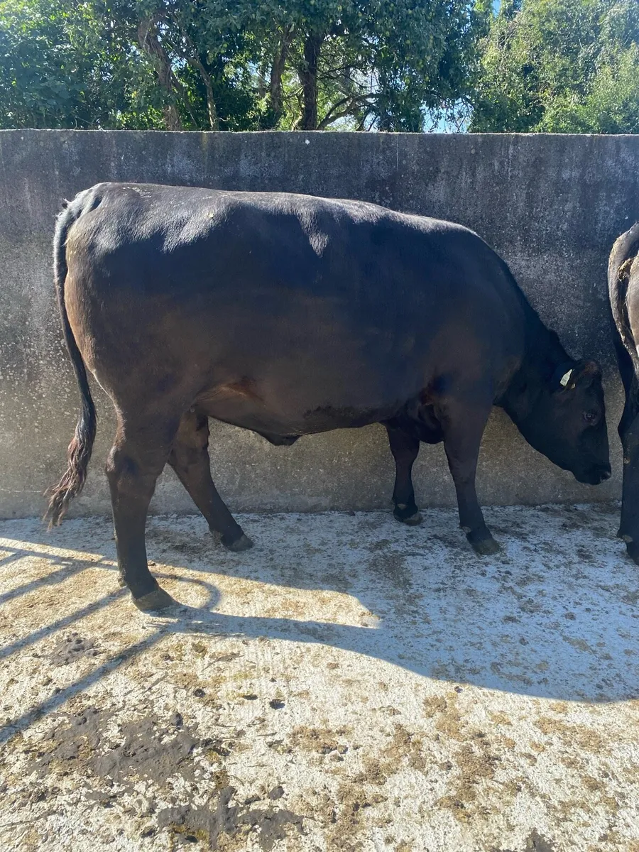 Super Heifers - Image 2