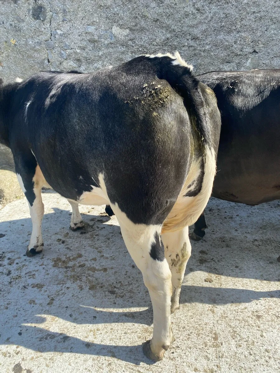 Super Heifers - Image 3