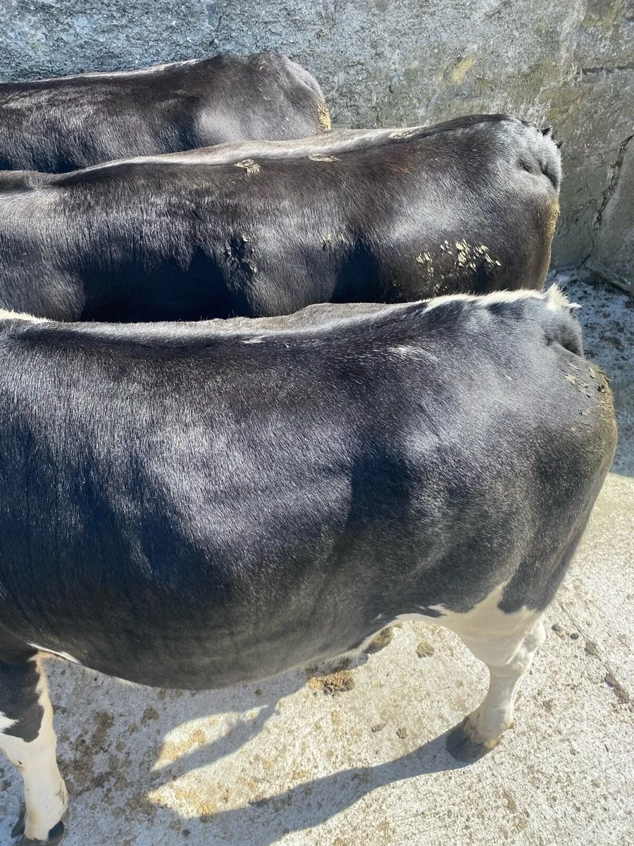 Super Heifers - Image 4