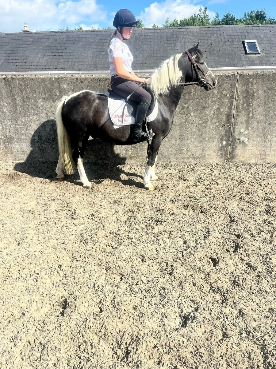 13-2 eventing/showjumping pony - Image 1
