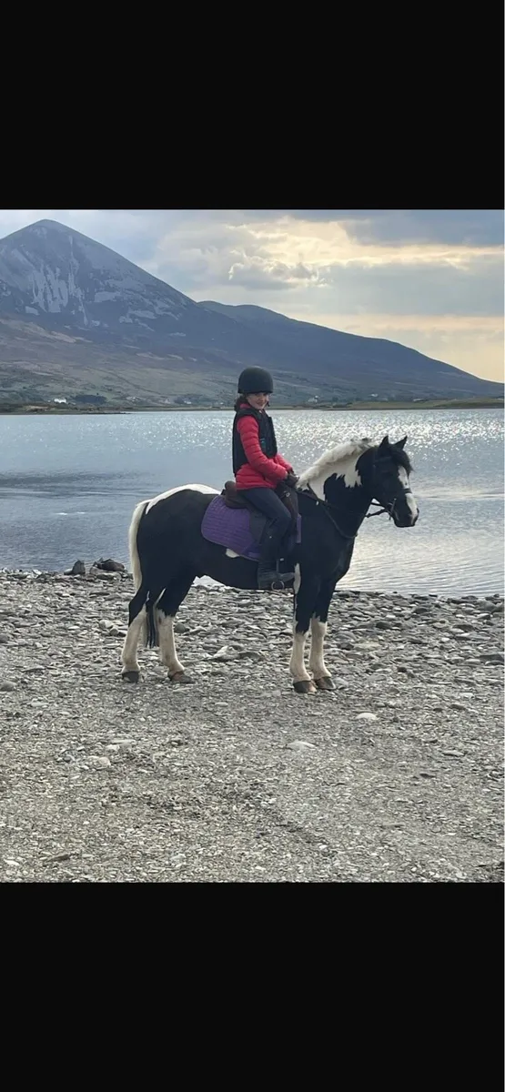 13-2 eventing/showjumping pony - Image 3