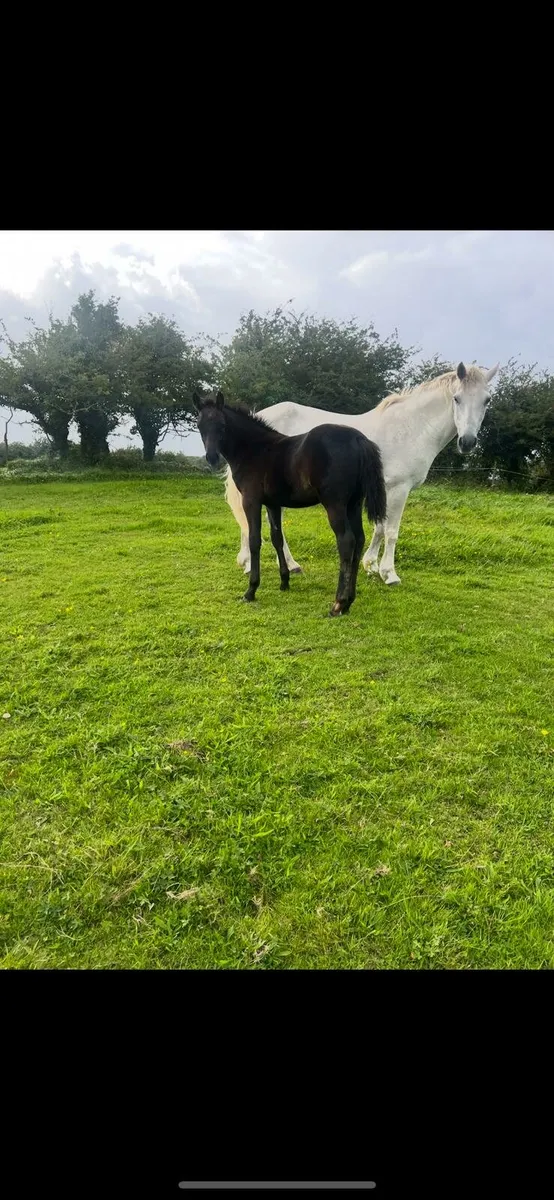 Connemara mare and foal - Image 1