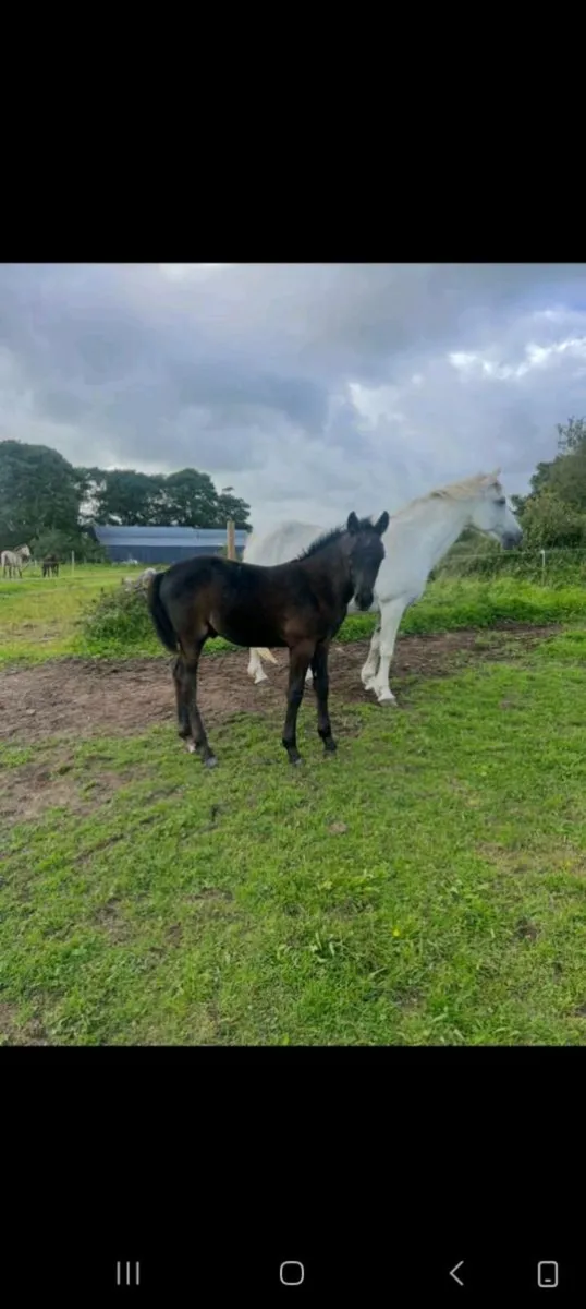 Connemara mare and foal - Image 2