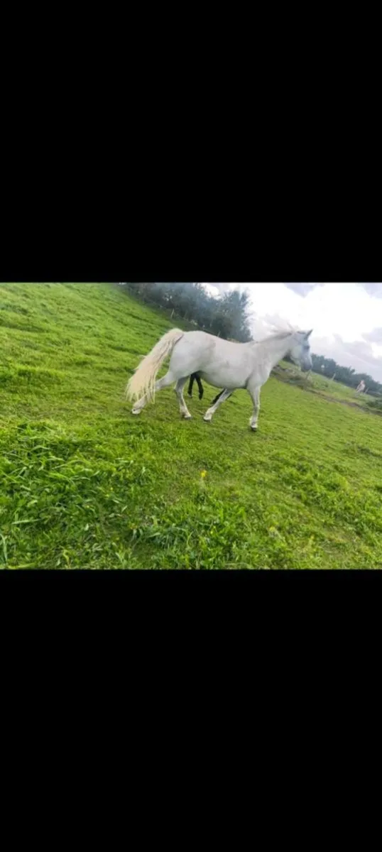 Connemara mare and foal - Image 3