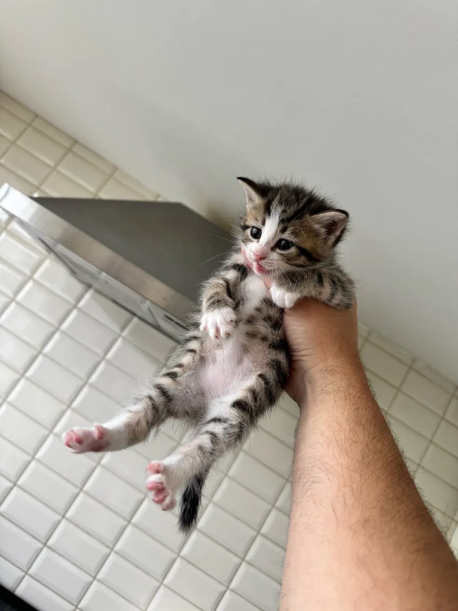 3 LEFT! GORGEOUS KITTENS Silver tuxedo/TABBY TIGER - Image 2