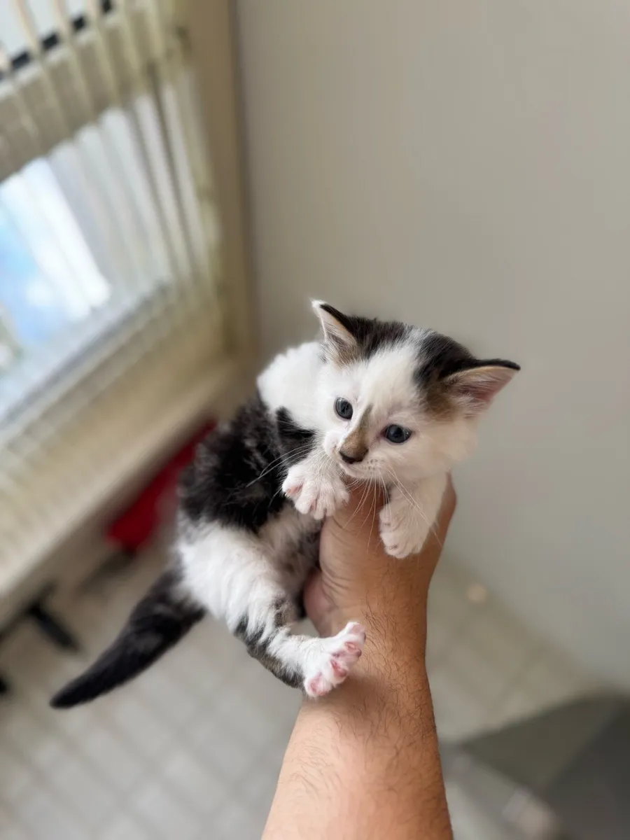 3 LEFT! GORGEOUS KITTENS Silver tuxedo/TABBY TIGER - Image 4