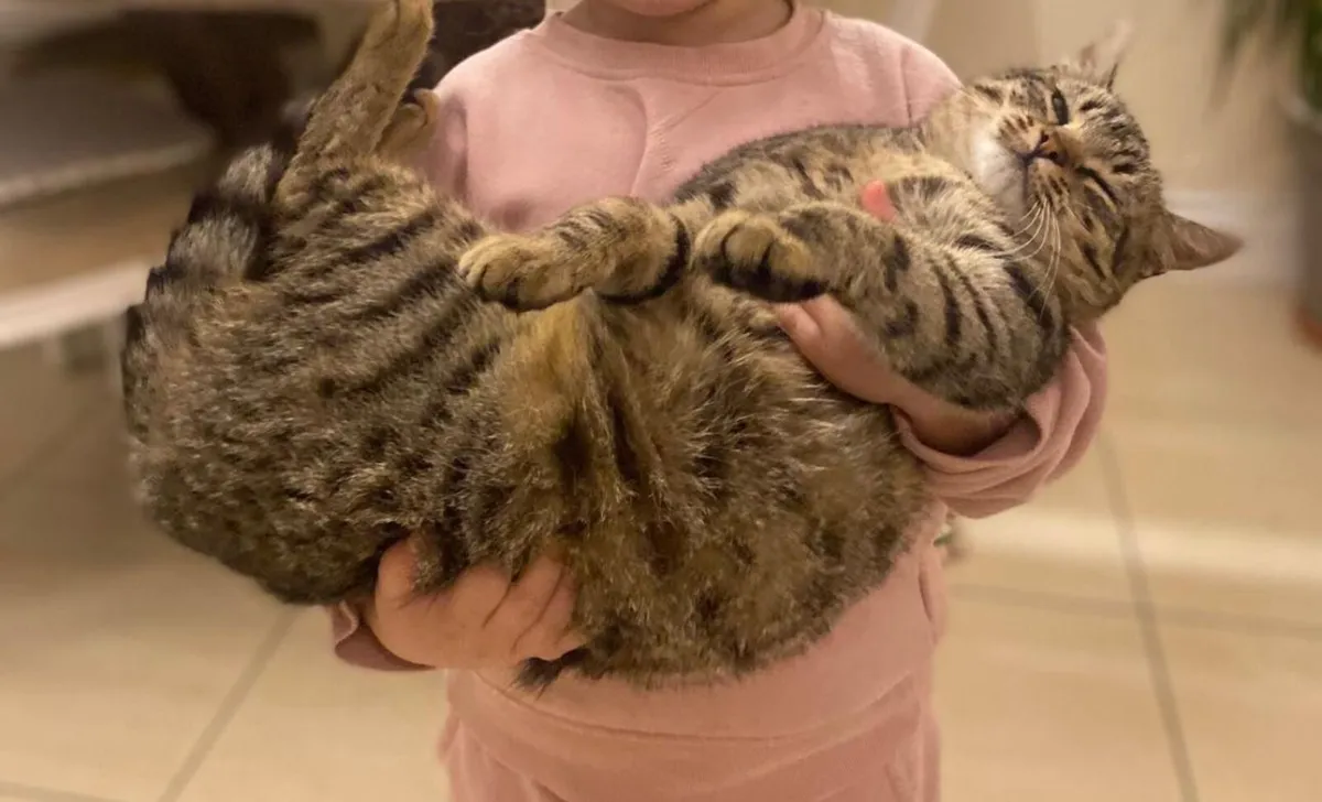 1 LEFT! GORGEOUS KITTEN TABBY TIGER - Image 2