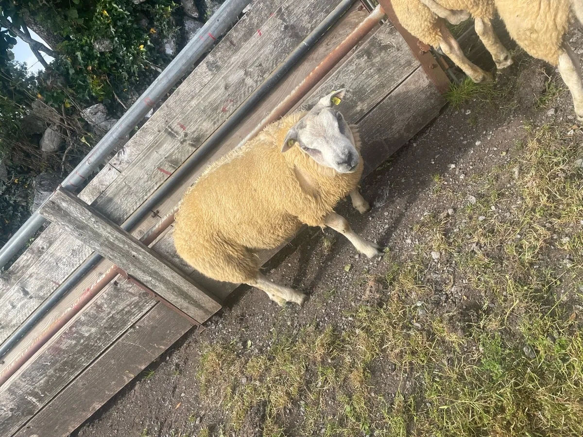 Beltex ram lambs - Image 2
