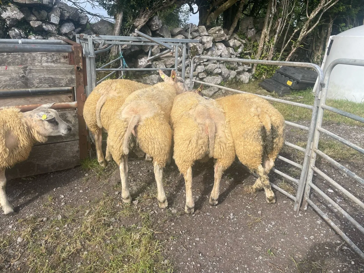 Beltex ram lambs - Image 3