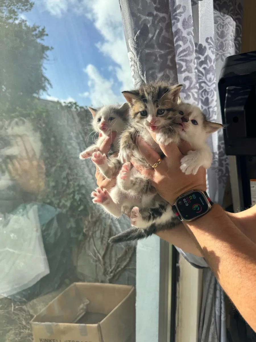 3 LEFT! GORGEOUS KITTENS Silver tuxedo/TABBY TIGER - Image 1