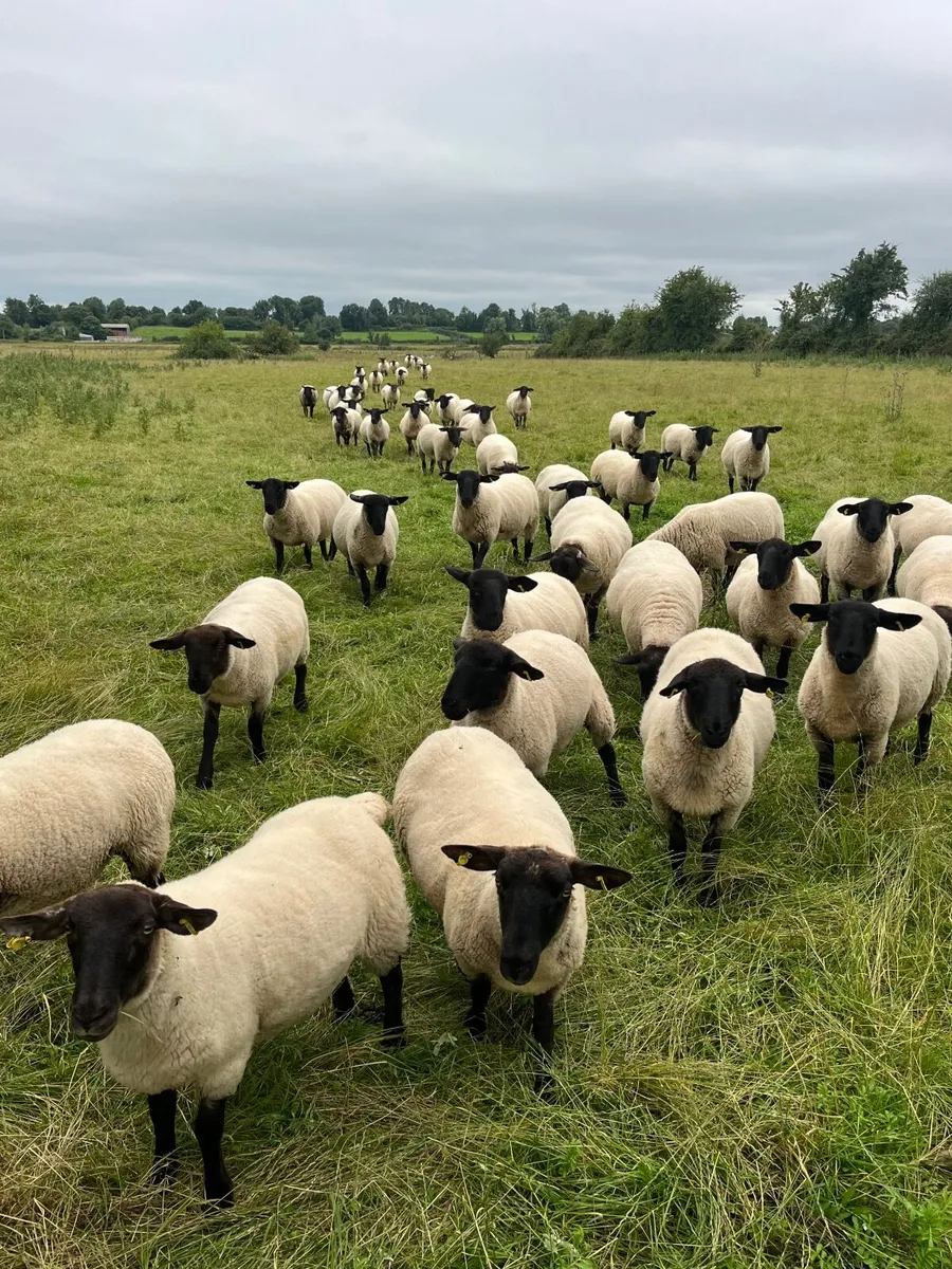 Hoggets - Image 1