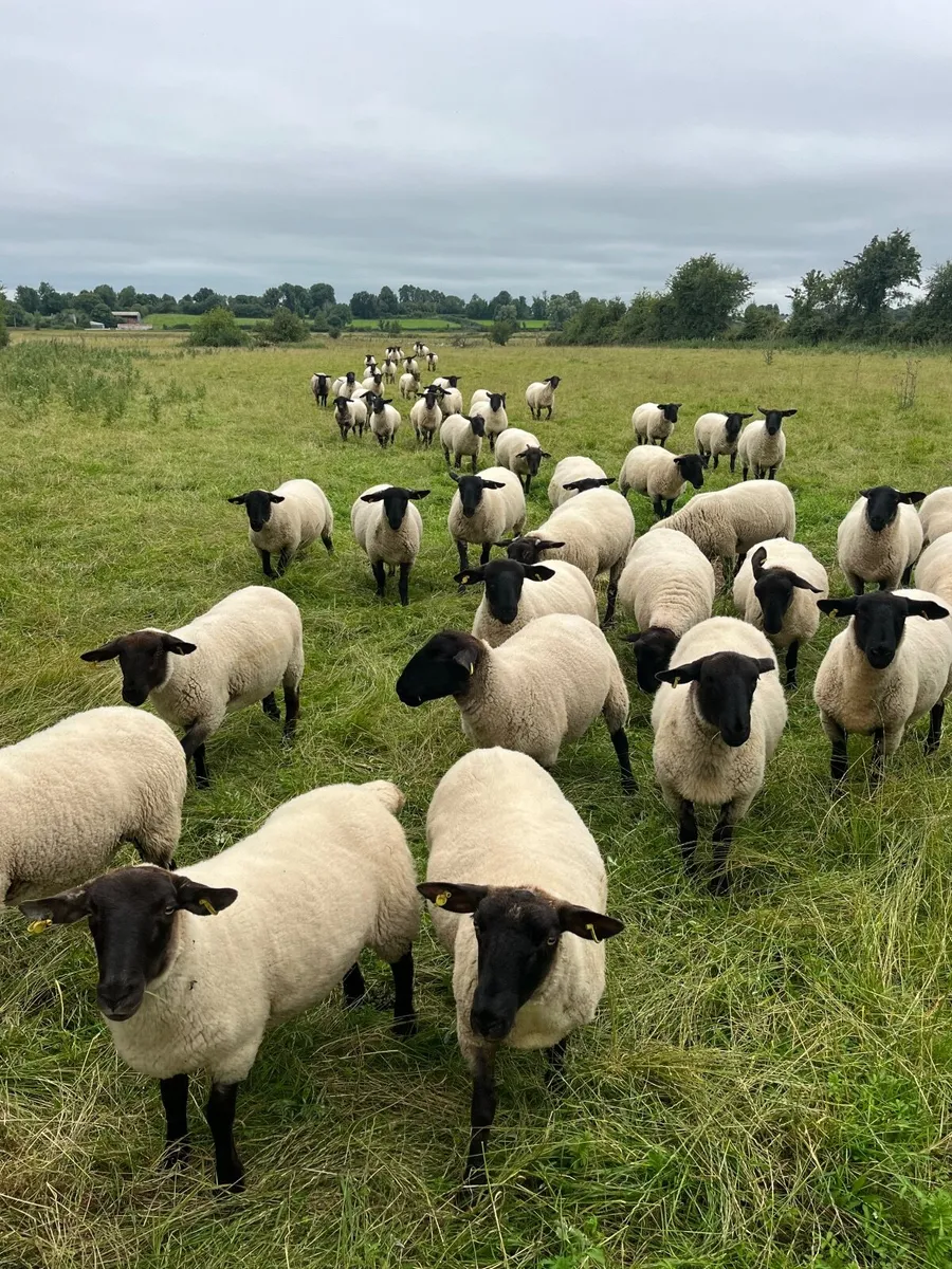 Hoggets - Image 2