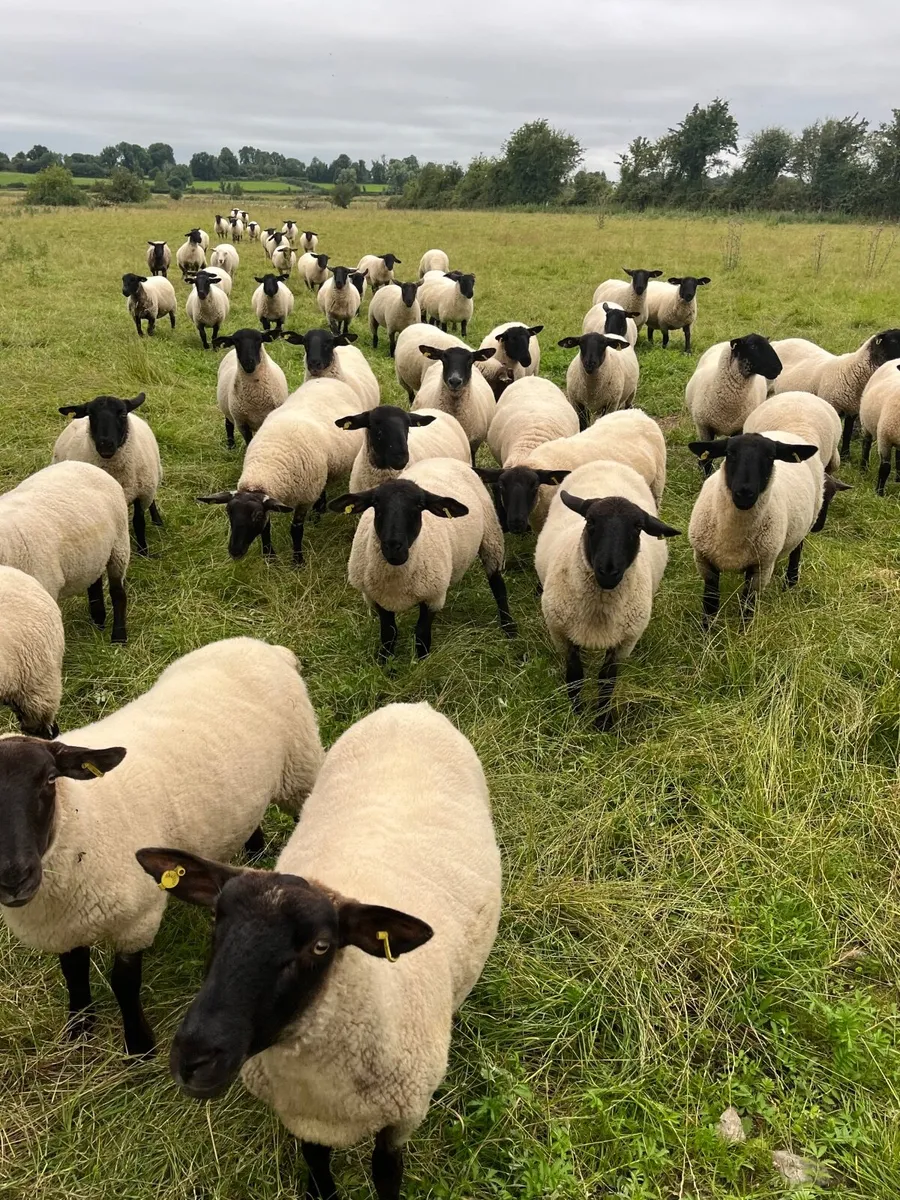 Hoggets - Image 3