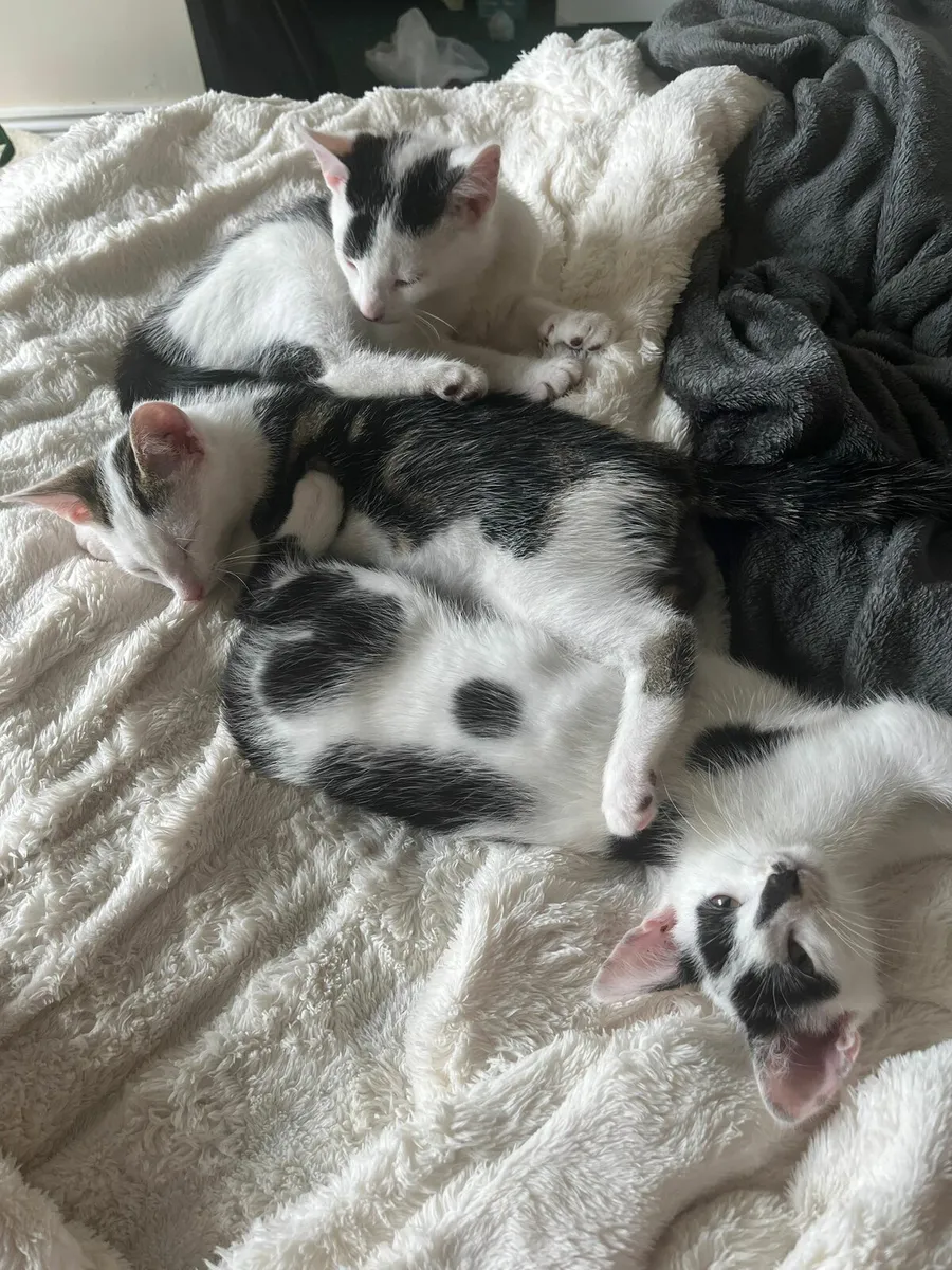 12 week old kittens - Image 1